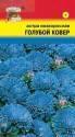 Астра Голубой ковер низкорослая УУ