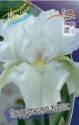 Ирис Вирджиния Агнес  2 шт