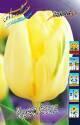 Тюльпан Крем Флаг  10 шт