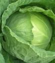 Капуста белокочанная Московская поздняя ЦС