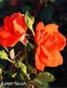 Роза Лав Стори 1 шт Чайно-гибридная