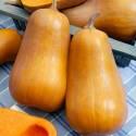 Тыква Капелька F1 СиО