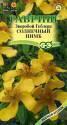 Зверобой Солнечный нимб Геблера Гав