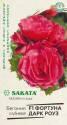 Бегония Фортуна Дарк роуз F1 Саката серия Эксклюзив Гав