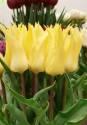 Тюльпан Флорайн Шик 11/12 2 шт х5