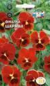 Фиалка Шарман Сед