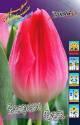 Тюльпан Болроял Пинк  10 шт
