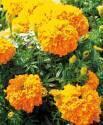 Бархатцы Каландо оранжевые СиО