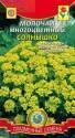 Молочай Солнышко многоцветный Плз