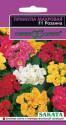 Примула Розанна F1 махровая Гав