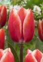 Тюльпан Келли 11/12 100 шт 