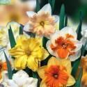 Нарцисс Сплиткорона, смесь 3 шт 12/14 