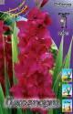 Гладиолус Пламтарт 5 шт 