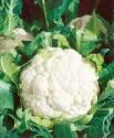 Капуста цветная Бразилия F1 СиО