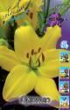 Лилия Ориоло 7 шт