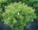 Сосна Pinus strobus Minima C1,5 