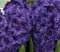 Гиацинт Роял Нави 14/15 1 шт х5