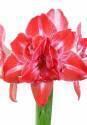 Амариллис Старс энд Страйпс 1 шт 