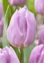 Тюльпан Пинк Принс 10 шт
