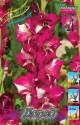Гладиолус Даред 7 шт 