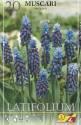 Мускари Латифолиум 7/+ 20 шт