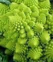 Капуста цветная Шеннон НК