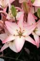 Лилия Соракаба 7 шт