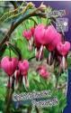 Дицентра Спектабилис Розовый 50 шт 