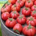 Помидоры Марманде СиО