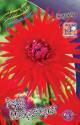 Георгина Ред Мейджорет 1 шт кактусовые