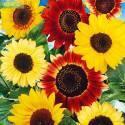 Подсолнух декоративный Формула любви СиО