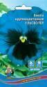 Виола Ульсвотер крупноцветковая УД