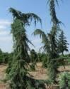Кедр Cedrus libani Glauca C1,5 