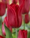 Тюльпан Стронг Лов 14/+ 100 шт