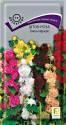 Шток-роза Смесь окрасок Поиск