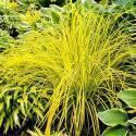 Осока Ауреа СиО