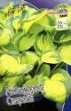 Хоста Рейнфорест Санрайз 1 шт