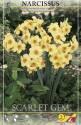 Нарцисс Скарлет Джем 12-14 5 шт