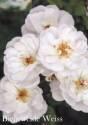 Роза Биненвайде Вайс 1 шт почвопокровная