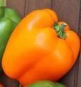 Перец Оранж Вандер F1 Акв