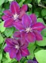Клематис Юлька 25 шт