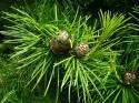 Сциадопитис Sciadopitys verticillata С2
