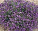 Лобелия Фиолетовый дворец СиО