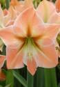 Амариллис Априкот Парфейт 1 шт