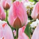 Тюльпан Mystic van Eijk дарв. 11/12 100 шт