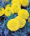 Бархатцы Дискавери желтый СиО