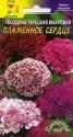 Гвоздика турецкая Пламенное сердце ЦС