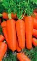 Морковь Московская зимняя УД