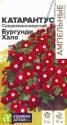 Катарантус Средиземноморский Бургунди Хало СА