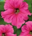 Петуния Алладин розовая Аэл
